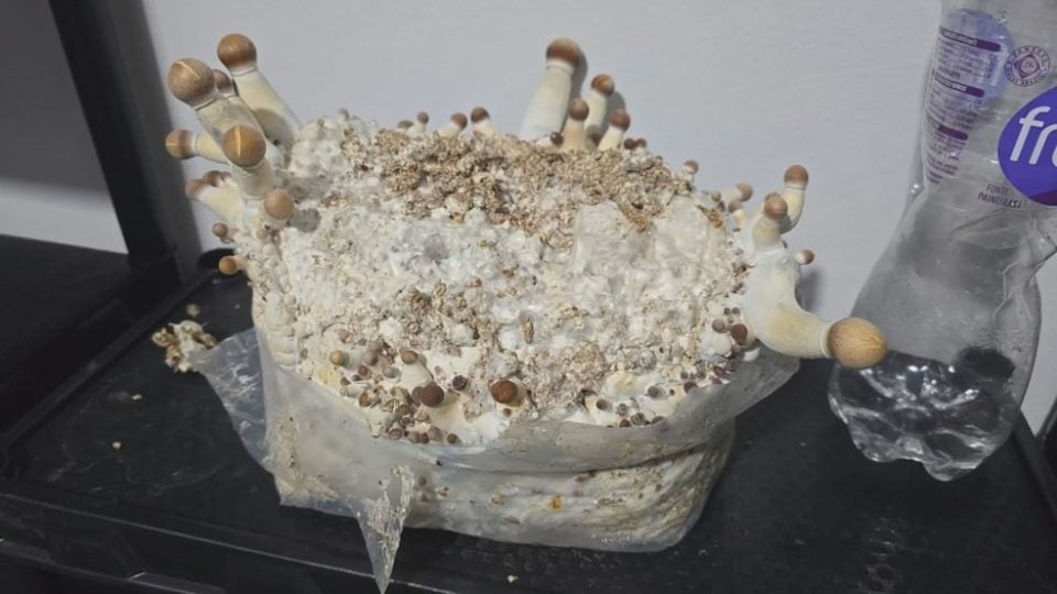 Cogumelos Mágicos Curitiba