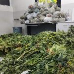 Maconha Apreensão PMPR