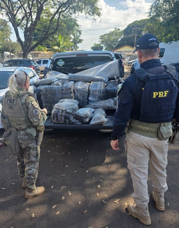 prf apreende quase meia tonelada de skunk em maringá